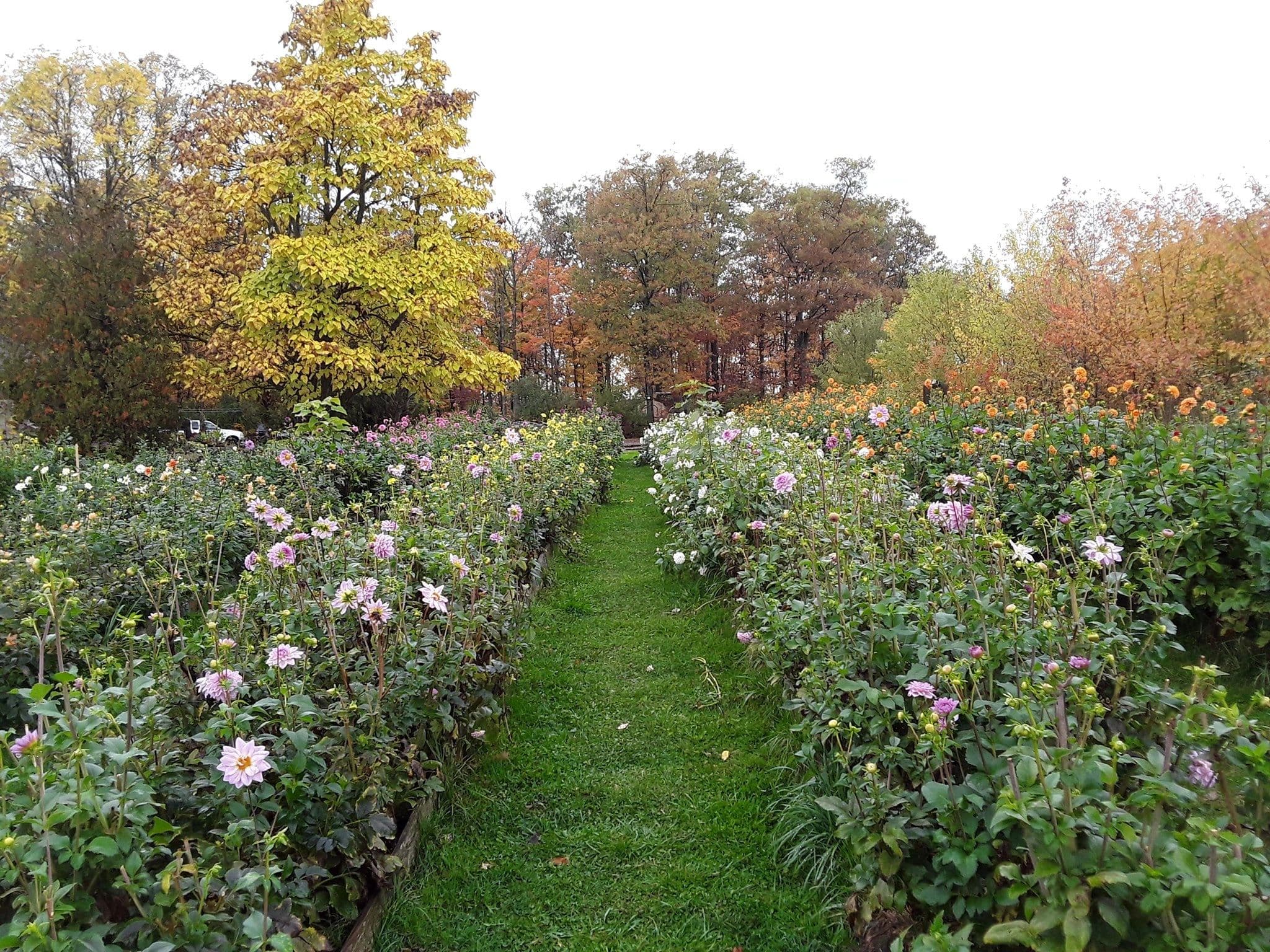A grass path runs between two long beds of pink, white and orange dahlias, with autumn trees behind