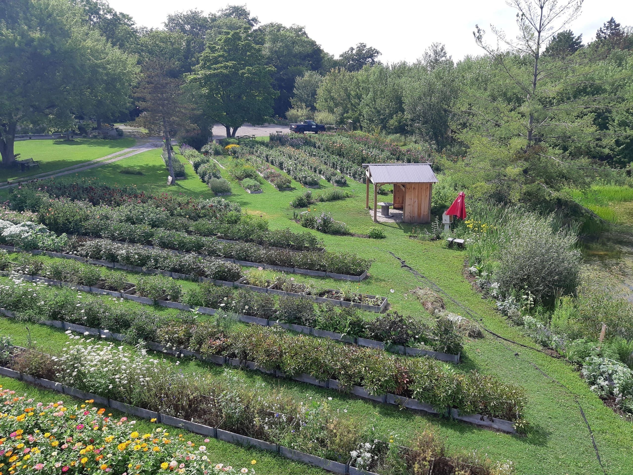 Rows of flower beds step down a lawn toward a small wooden pavilion and a red umbrella, with zinnias in the foreground