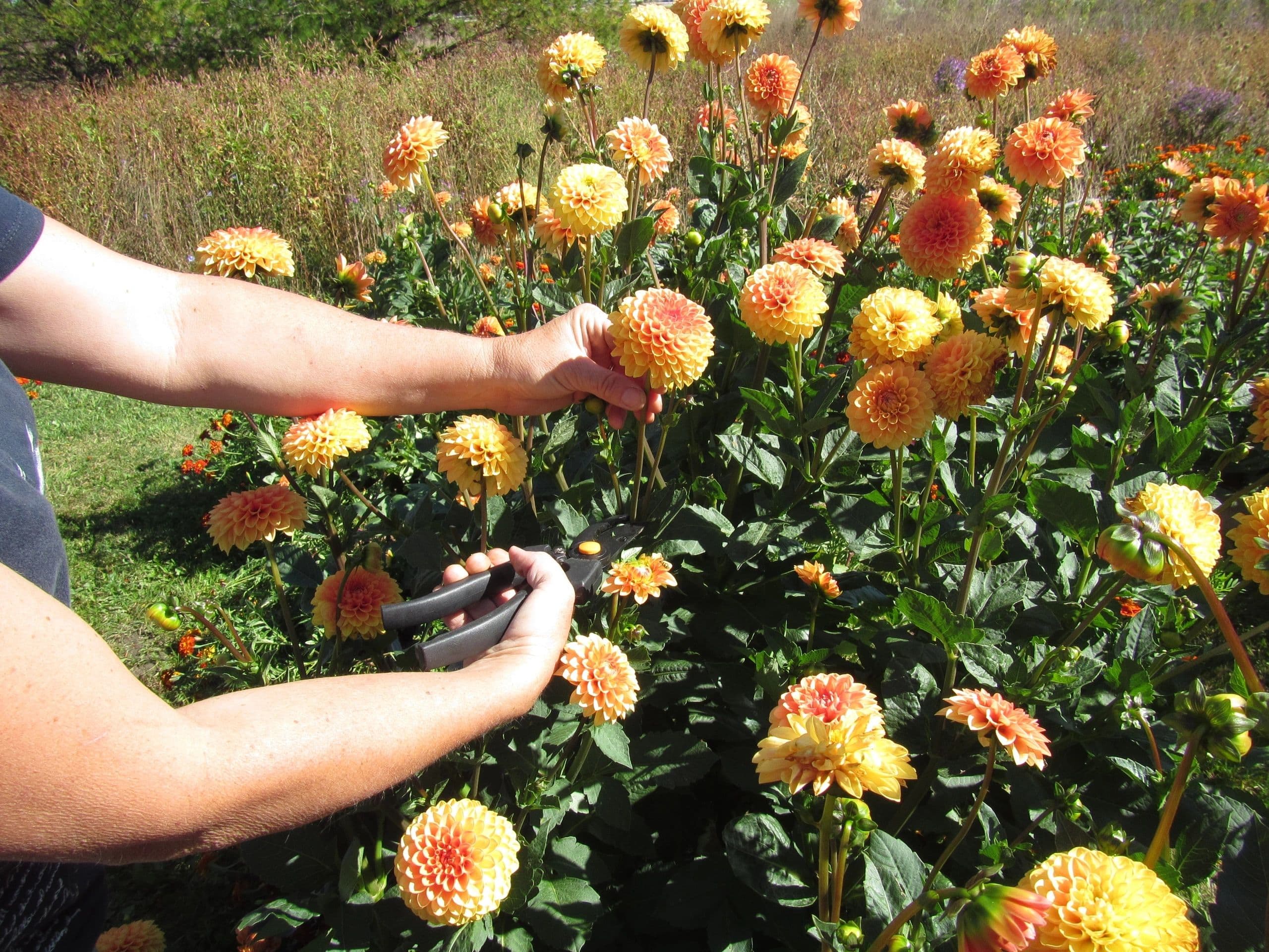 Hands with garden clippers cut a peach-coloured dahlia from a row of orange and yellow dahlias in bloom